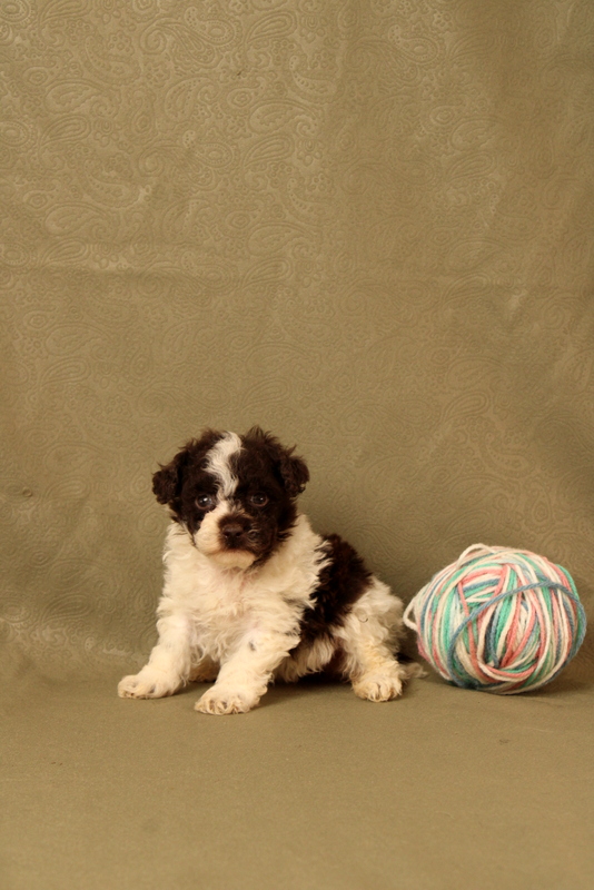 puppy, for, sale, Toy Poodle, Matthew B. Stoltzfus, dog, breeder, Gap, PA, dog-breeder, puppy-for-sale, forsale, nearby, find, puppyfind, locator, puppylocator, aca